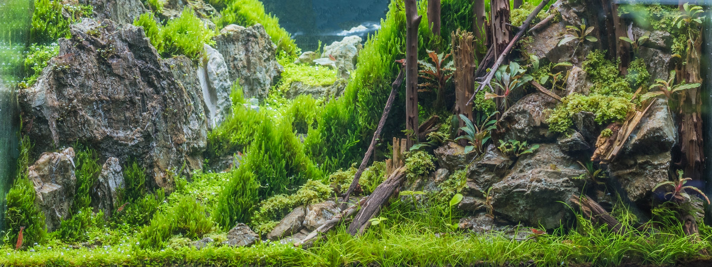 aquascape with rocks wood and moss