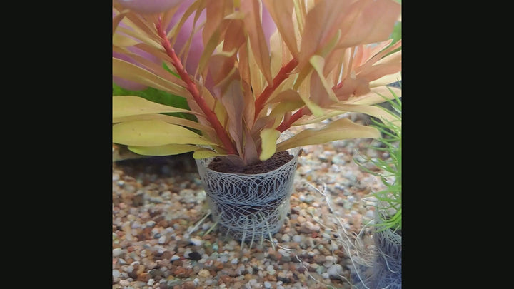 Growplug