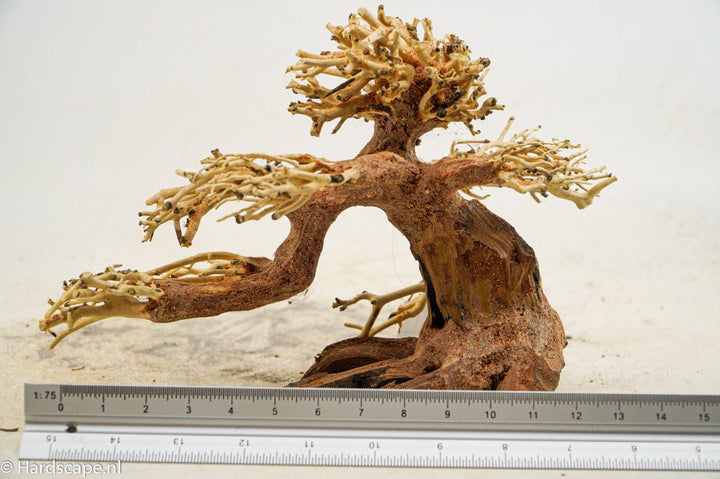 Claw Bonsai tree - Hardscape.nl