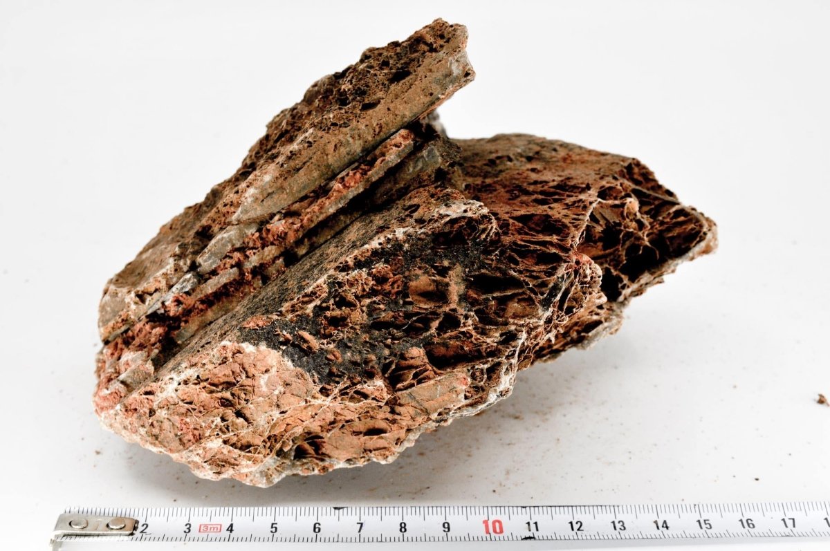 Maple Leaf Rock M 14 - Hardscape.nlMedium