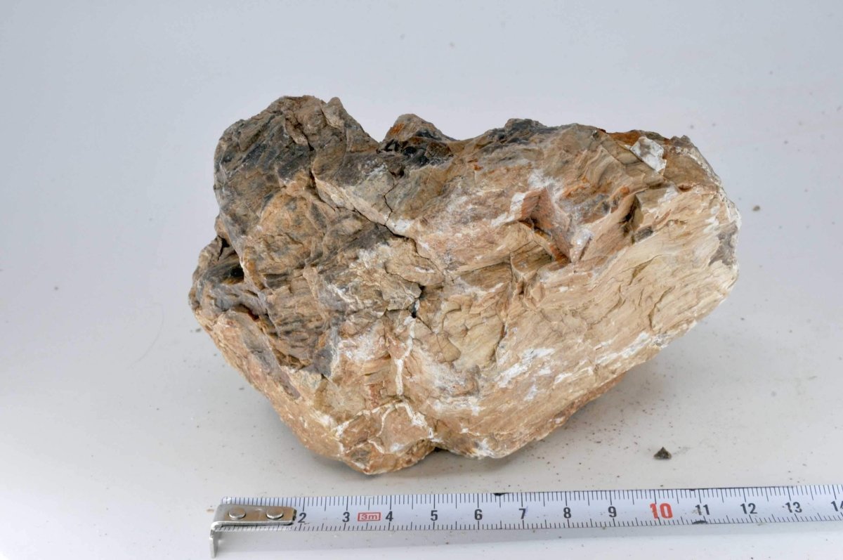 Petrified Wood M10 - Hardscape.nlMedium