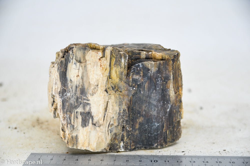Petrified Wood M47 - Hardscape.nlMedium