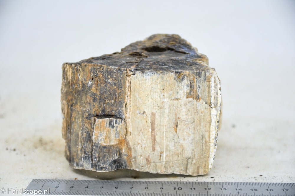 Petrified Wood M47 - Hardscape.nlMedium