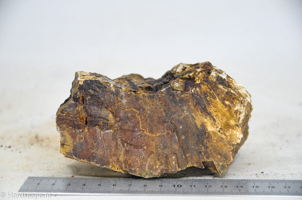 Petrified Wood M50 - Hardscape.nlMedium