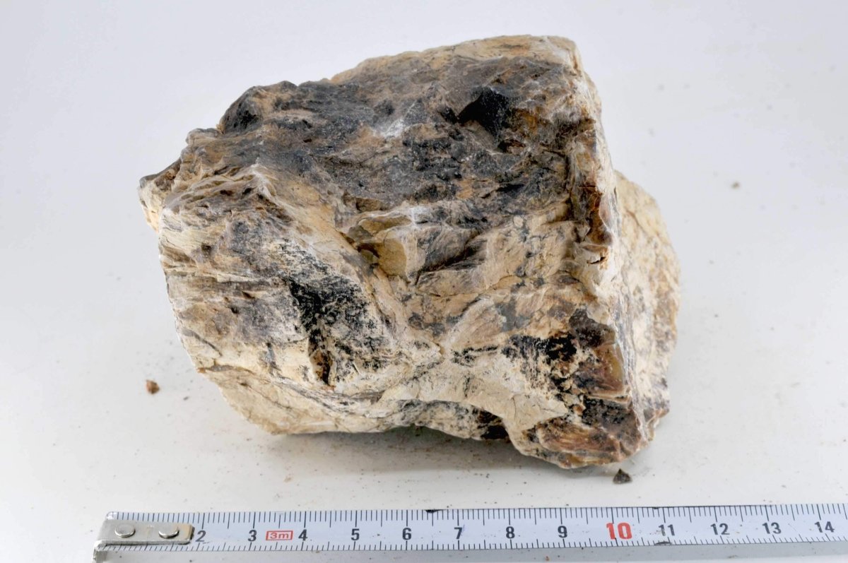 Petrified Wood M8 - Hardscape.nlMedium