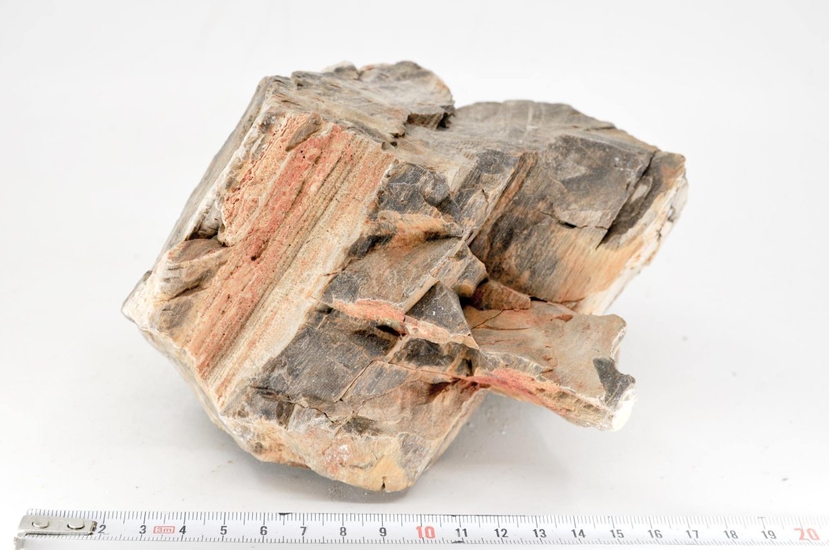 Petrified Wood XL12 - Hardscape.nlExtra Large
