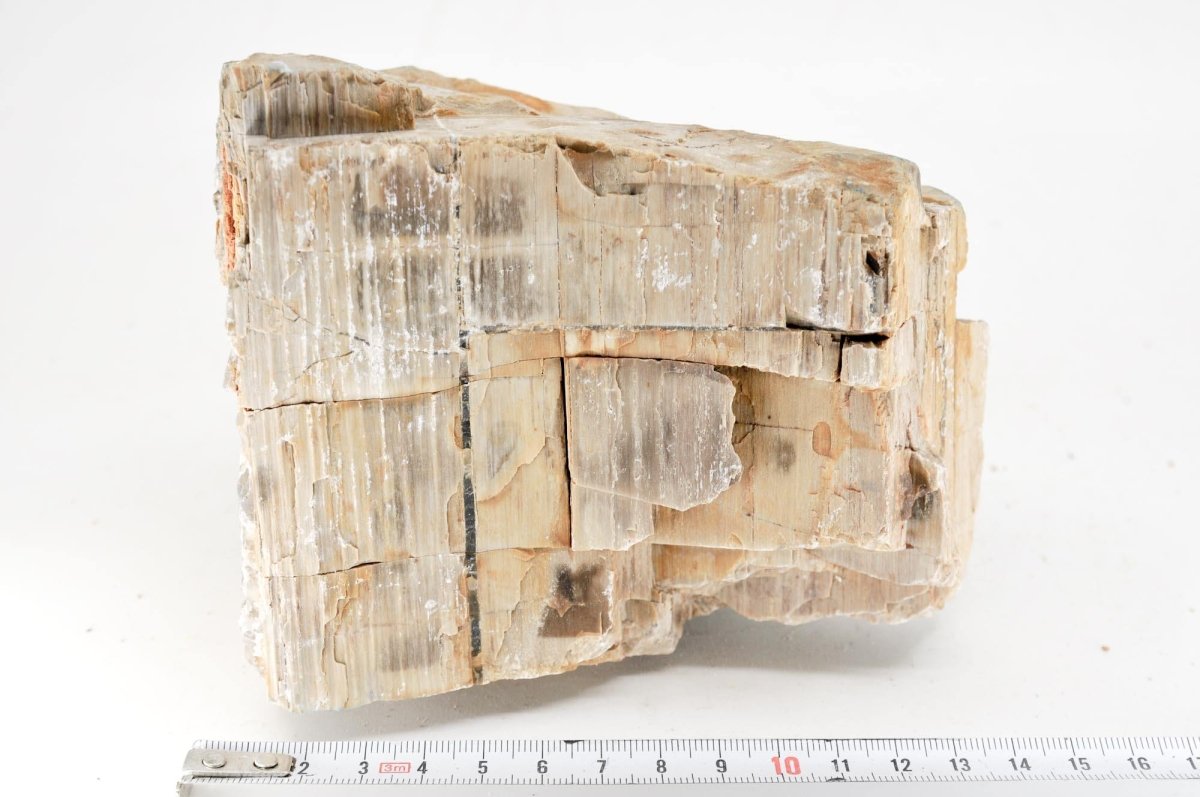 Petrified Wood XL16 - Hardscape.nlExtra Large