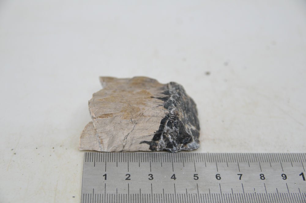 Petrified Wood XS68 - Hardscape.nlExtra Small